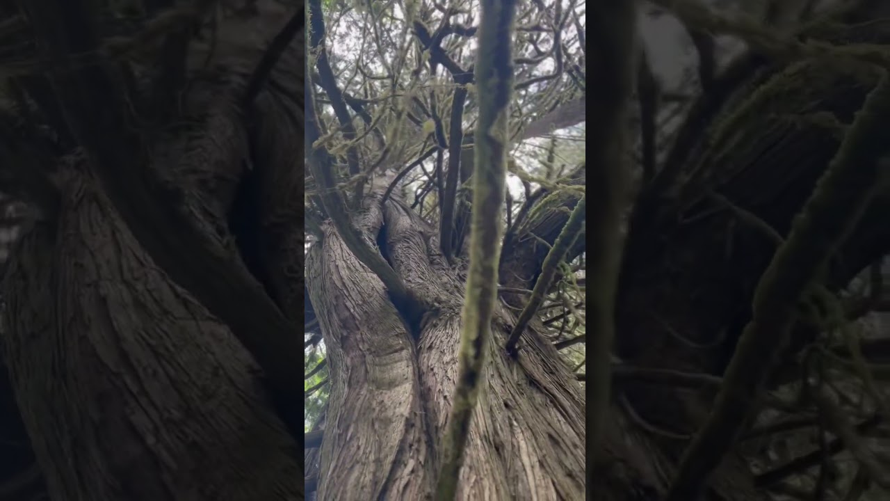 The second biggest old growth cedar tree I’ve found in these parts 