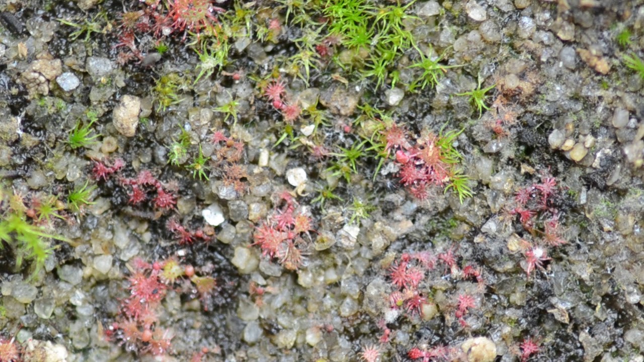 Feeding tiny baby sundews.