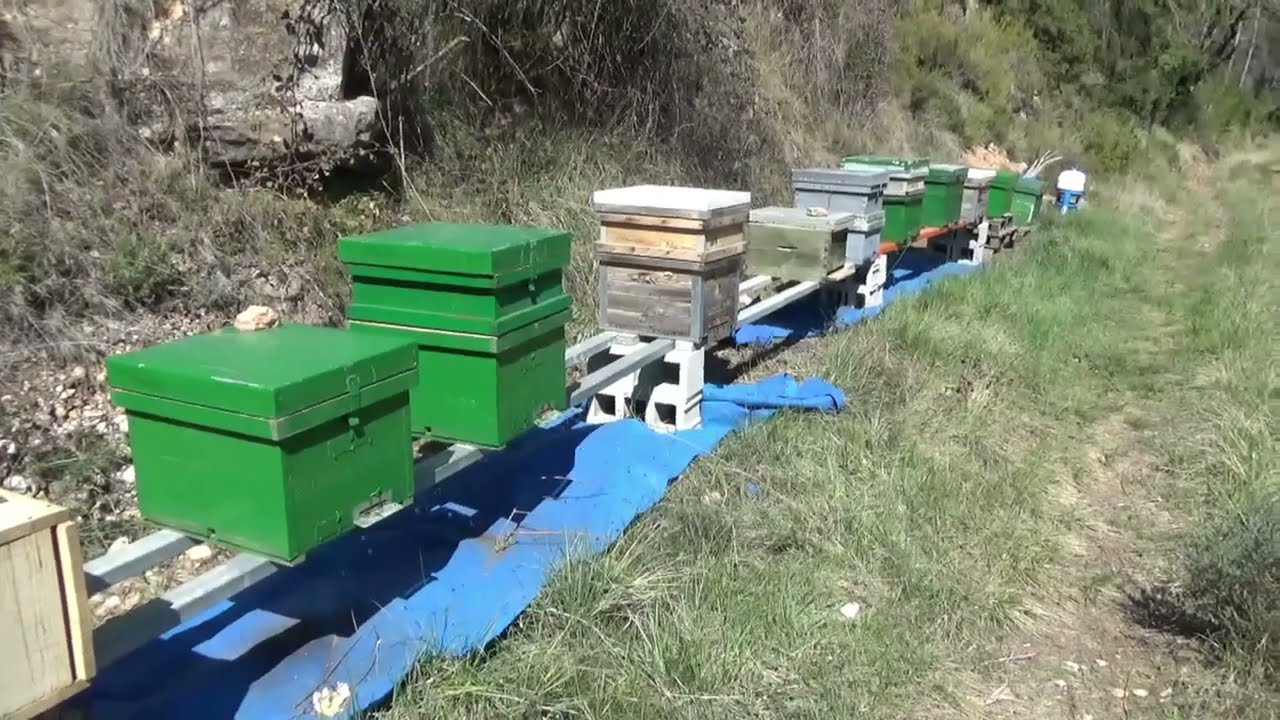 Hacer enjambres en el mismo colmenar! &iexcl;TOCA PARTIR COLMENAS!