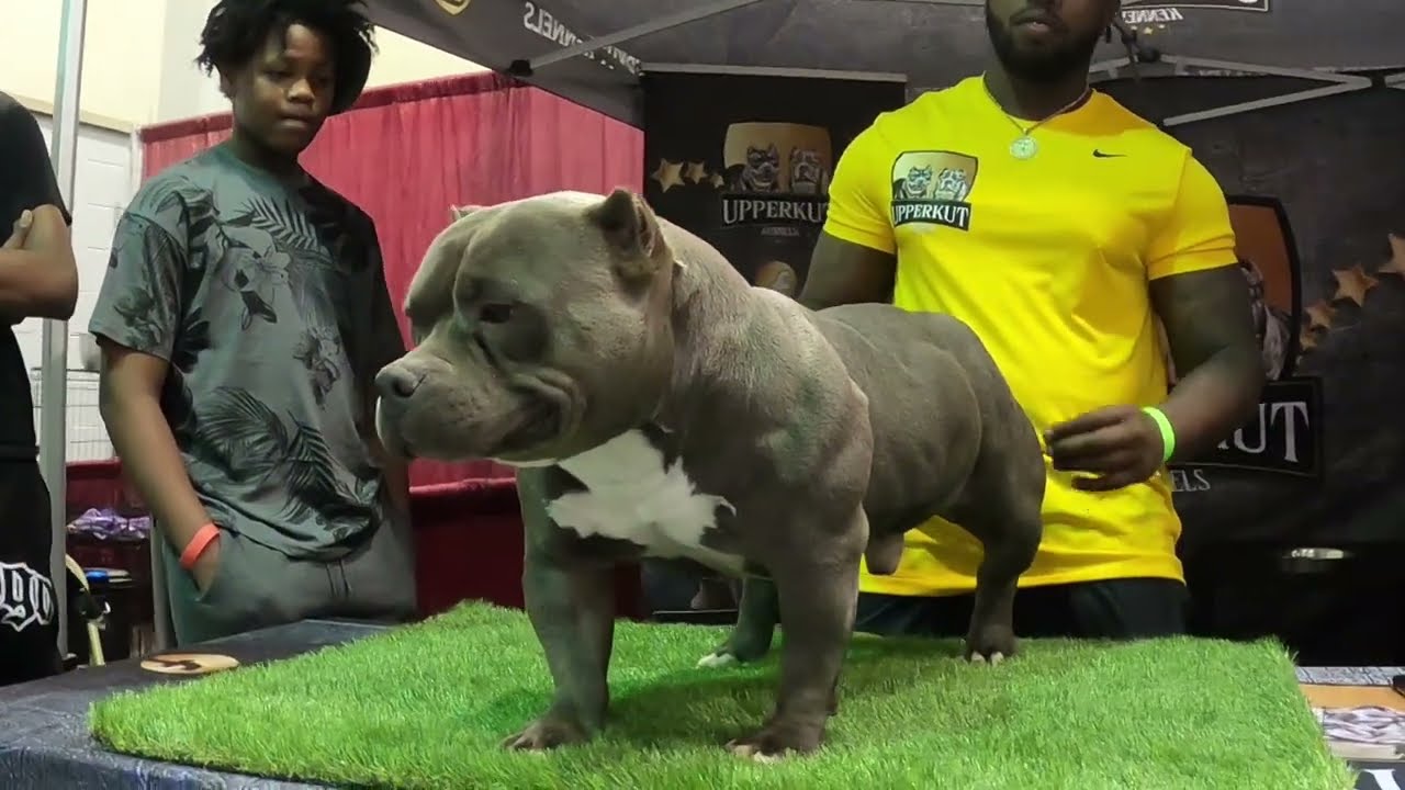 American Bully ABKC show Carolina May 2023