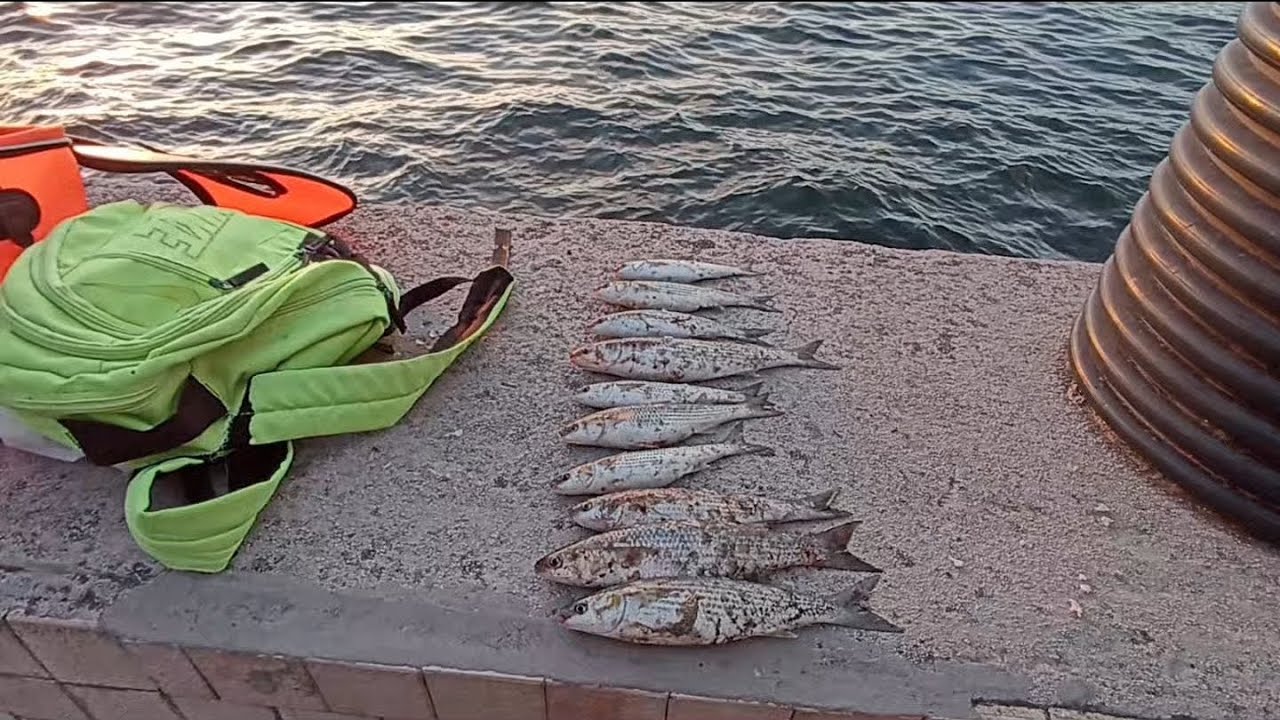 1 Saat'te kovayı doldurduk. Sarı kulak kefal avı hakkında herşey (BİLGİLENDİRİCİ)