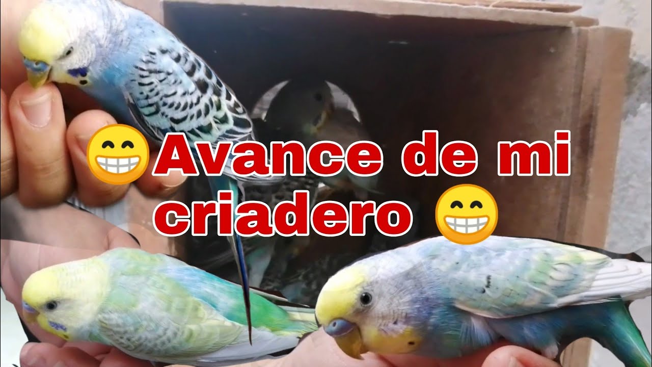 Como iniciar un criadero de periquitos australianos fácil solo con dos parejas parte 18 🦜🐦