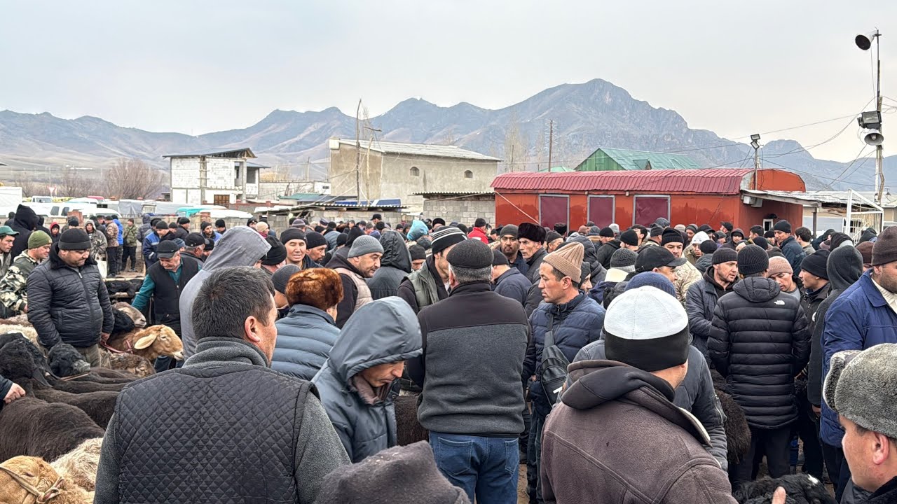 Zarkent qoy bozori bugungi narhlar bilan tanishing 17.02.2026yil