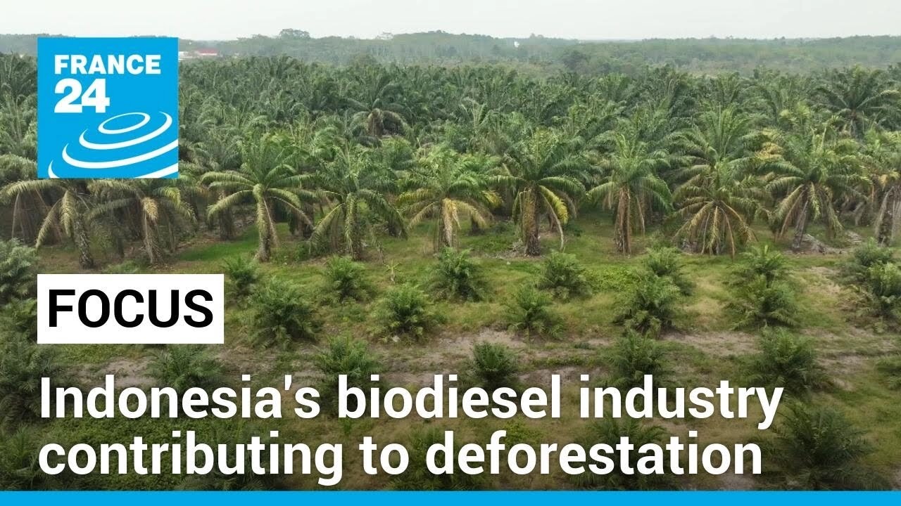Indonesia's biodiesel industry contributing to deforestation &bull; FRANCE 24 English