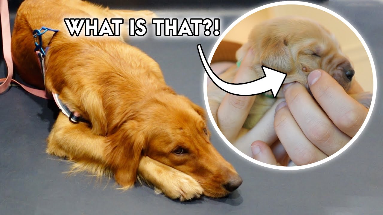 Emergency Vet Visit for My Golden Retriever + her PUPPY! | Episode 11