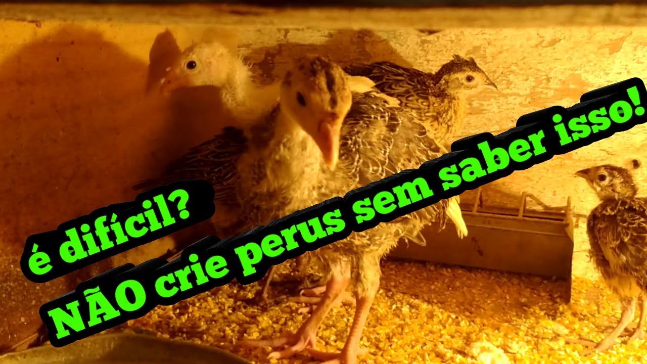 Como criar filhotes de PERUS com SUCESSO? É fácil? COMPENSA? Aprenda passo a passo!
