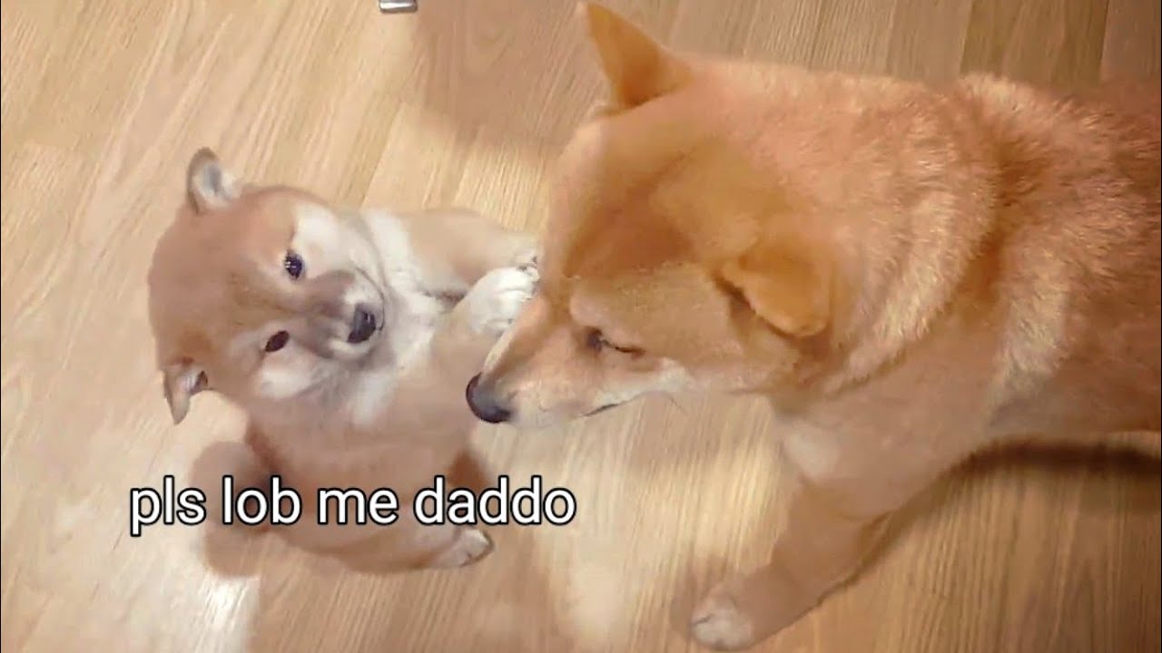 Puppy begs for his father's attention