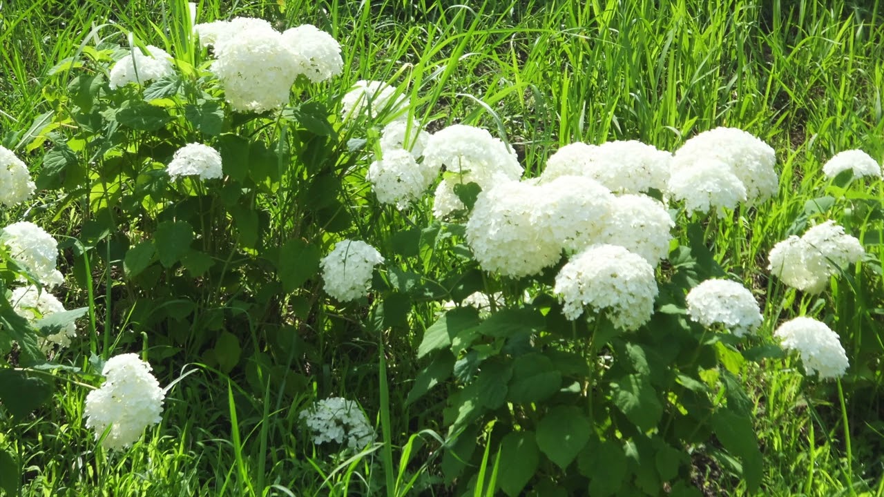 アンパンマンのマーチ　マンドリンオーケストラ（デモ音源）