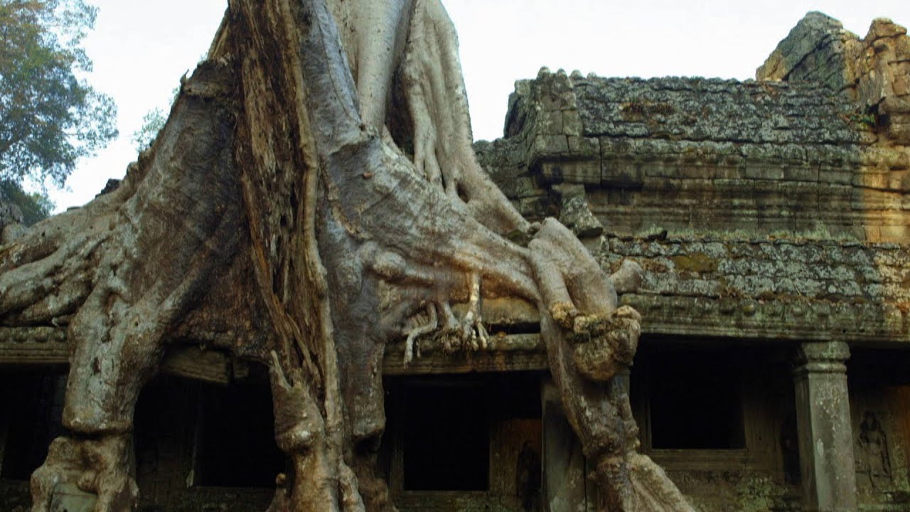 Alien Like Tree Takes Hold of Ancient Cambodian Temple