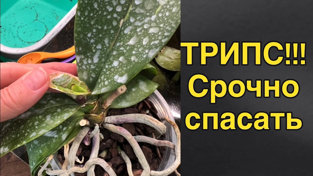 ТРИПСЫ // подбираем препараты
