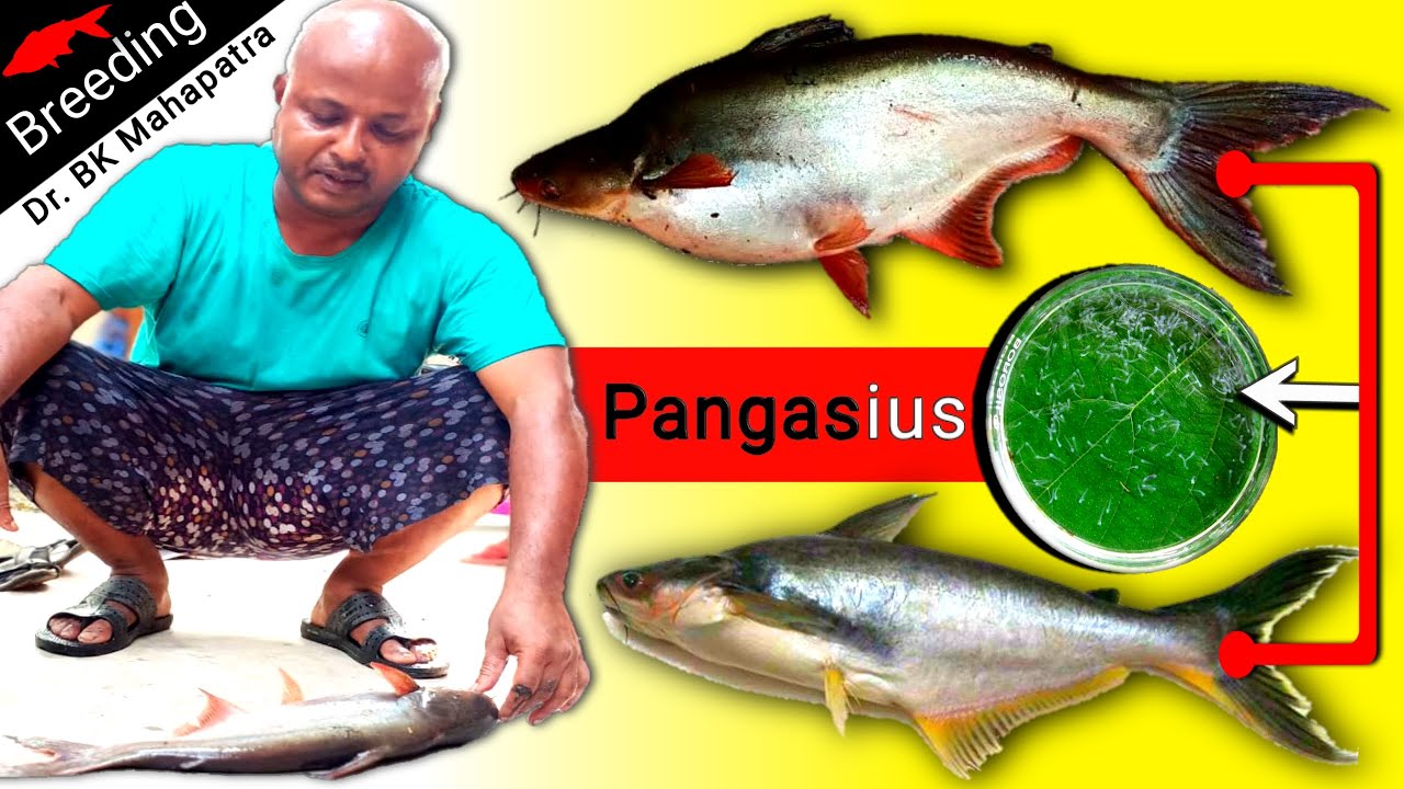 Pangas fish catching | Pangasius Fish (FARMING) | BREEDING | পাঙ্গাস মাছ | Hatching