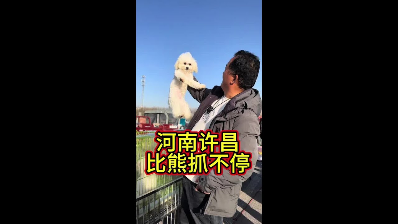 河南南许昌比比熊抓抓不停