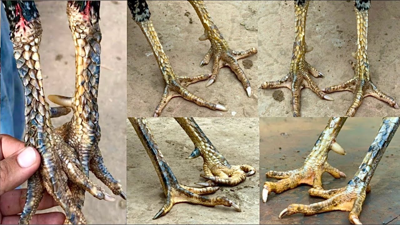 Breeding results of my 3 lakhiya aseel breeder