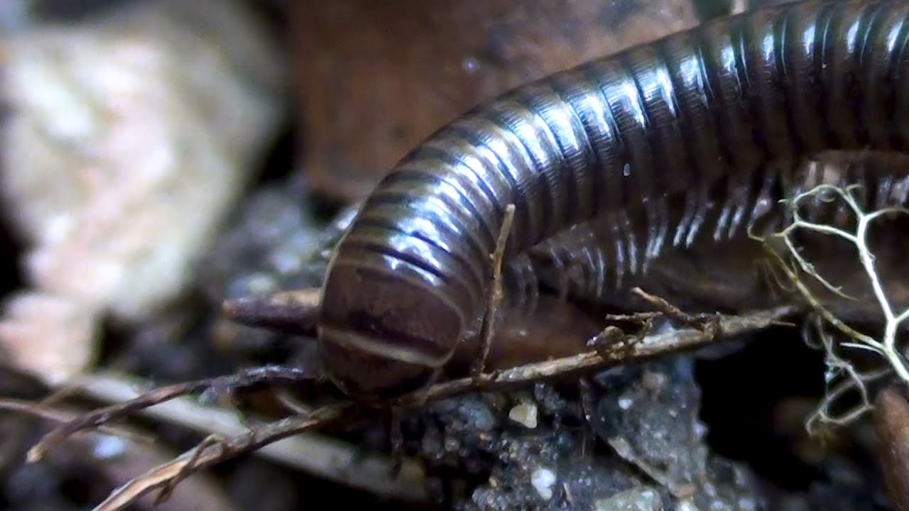 Cylindroiulus caeruleocinctus Millipede close up - London Wildlife