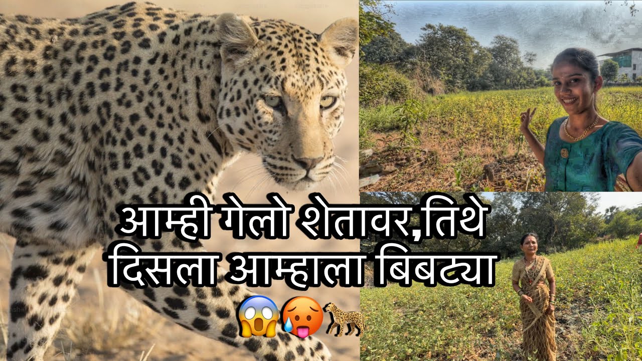 किती वर्षांनी मी गेलो चिंध्रण ला आमची जमिन बघायला. शेतात दिसला आम्हाला बिबट्या 🐆😱