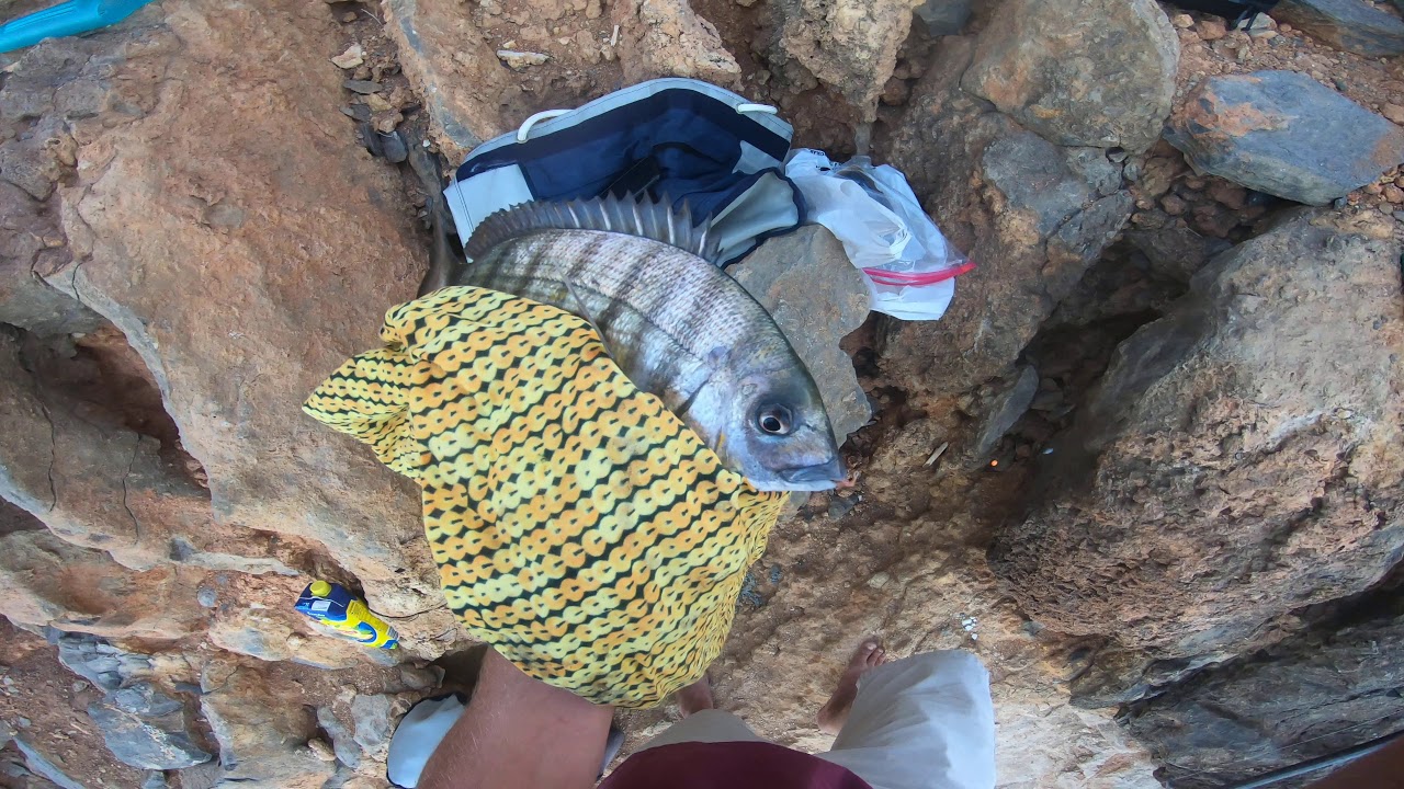 Pesca Sargo Cascais (Pedra Amarela)