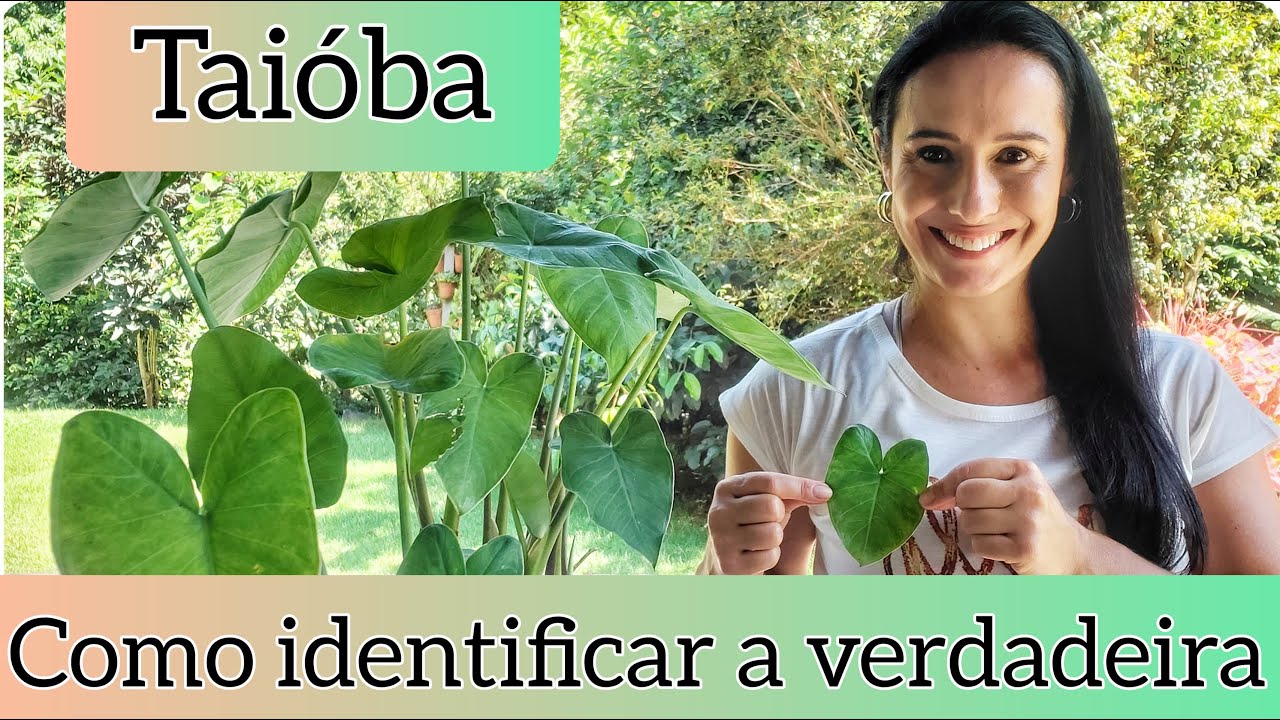 Taióba. Verdadeira e Falsa. Como identificar?