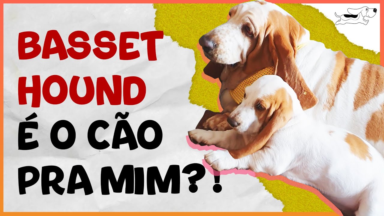 BASSET HOUND É O CACHORRO CERTO PRA MIM? #12