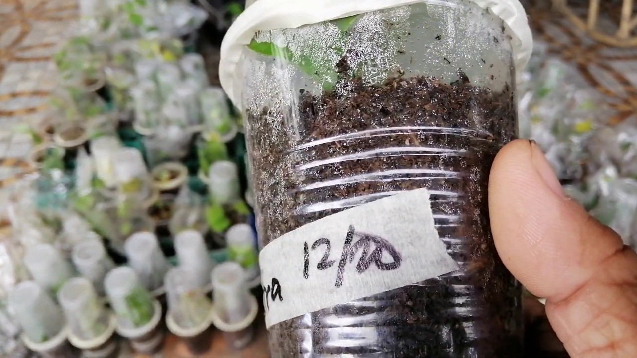 How to Open Rare Bougainvillea Stem from the ICU #bougainvilleapropagation #icumethod