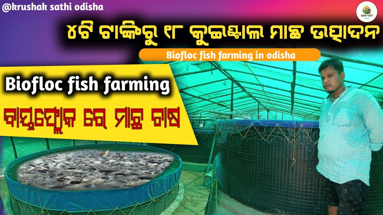 Biofloc Fish Farming In Odisha || ୪ଟି ଟାଙ୍କିରୁ ୧୮ କୁଇଣ୍ଟାଲ ମାଛ ଉତ୍ପାଦନ || Fish farming in Biofloc