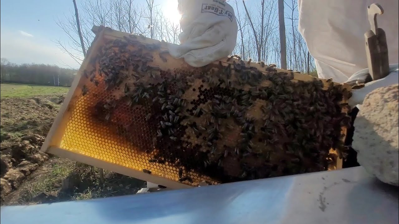 Detaljan pregled jakog društva, stanje košnice na dan 15.03.2026 #pcelarstvo #pčelarstvo #bee #bees 