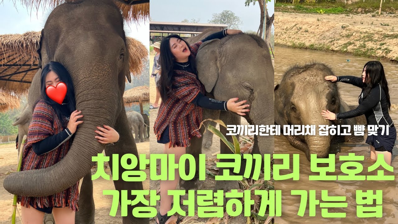 치앙마이 코끼리 보호소 제일 싸게 가는 방법