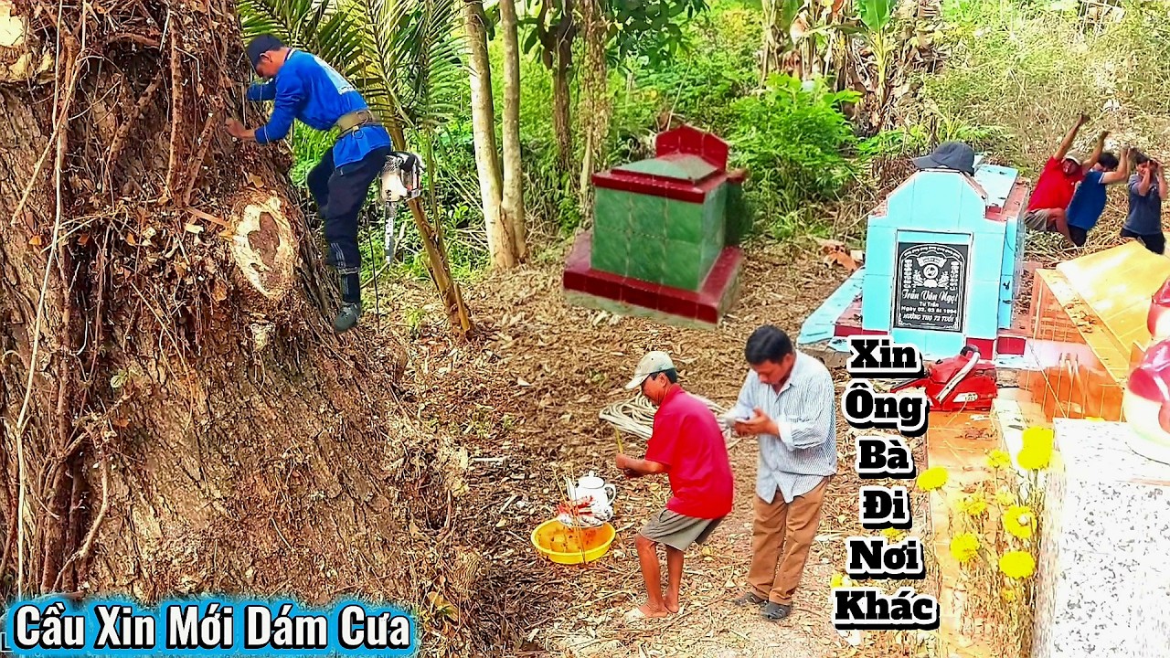 Cưa Cây Còng Siêu Khủng Um Tùm / Sawing Down a Huge, Overgrown Tamarind Tree | 243