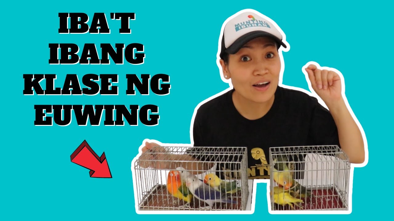IBA'T IBANG KLASE NG EUWING NA AFRICAN LOVEBIRDS | MUNTING IBUNAN