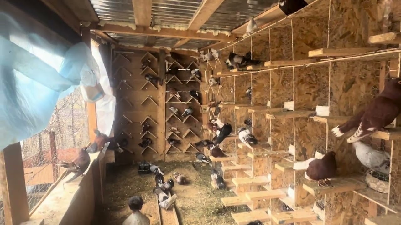 Am împerecheat Zburători Românești 🕊️,le-am pus apă să se mai calmeze, acum aștept primele oua🥚‼️