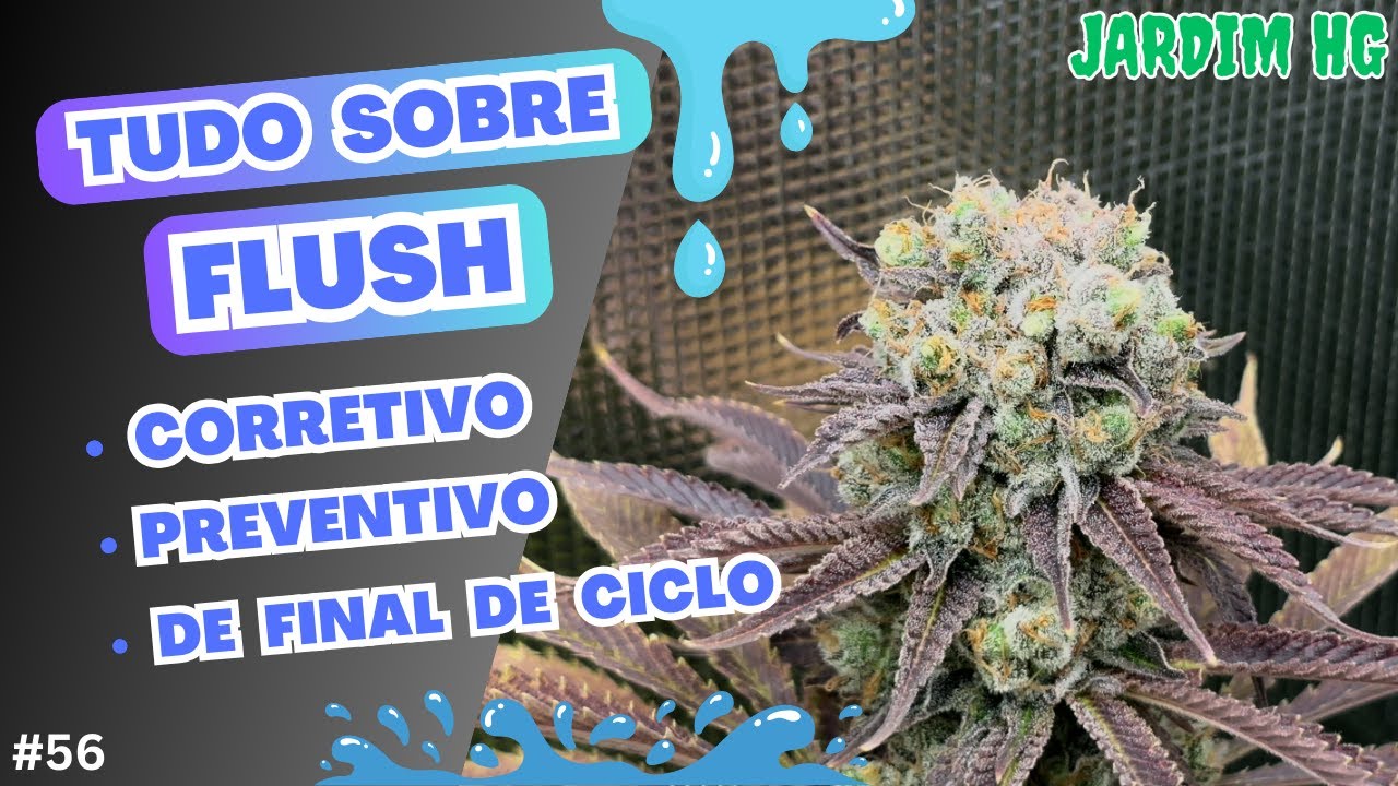 FLUSH no Cultivo de Cannabis Sativa
