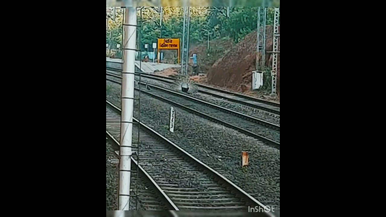 Feathers in Motion: Captivating Peacock Dance Amidst Peahens on the Tracks #peacock #railway