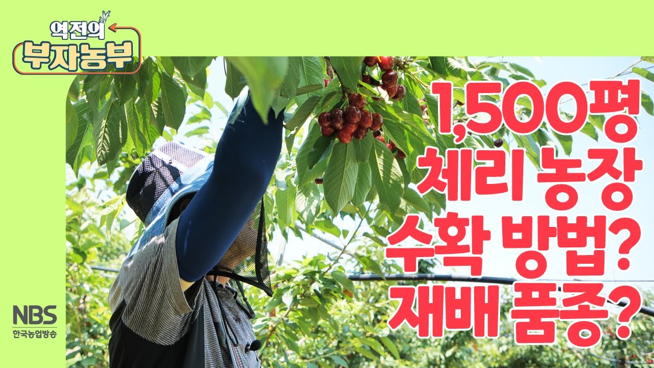 [역전의부자농부 255회] 1,500평 체리 수확 방법과 체리 품종(레기나,홍수봉,지랏,홍양 등)