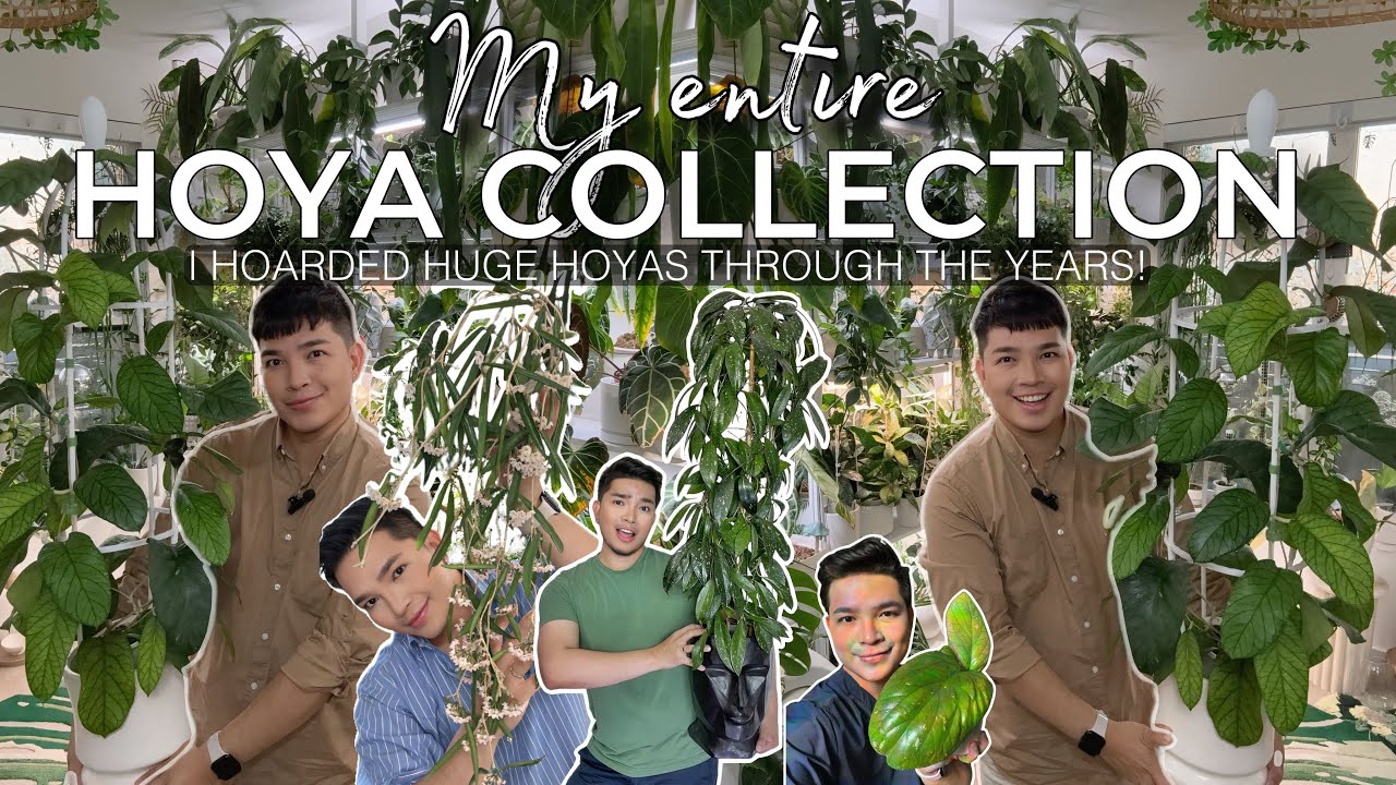 MY ENTIRE HOYA COLLECTION | Hoarding Huge Hoyas!🌿