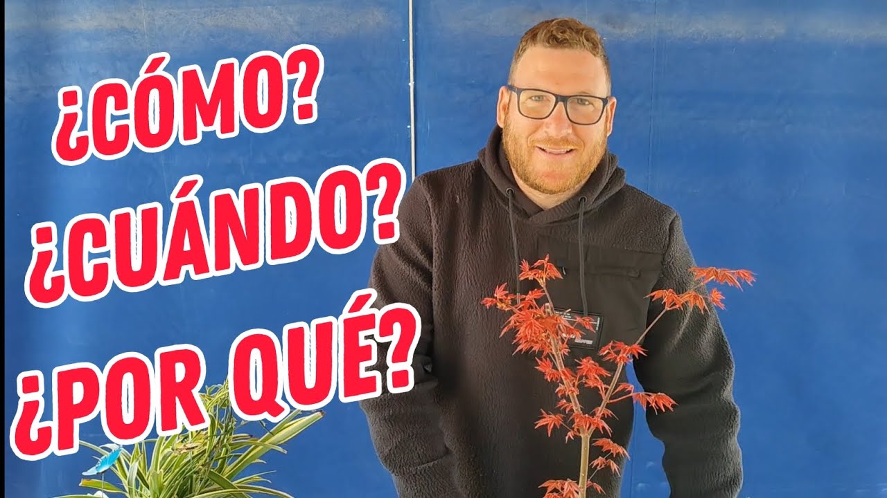CÓMO hacer un ACODO AÉREO // Acer palmatum DESHOJO