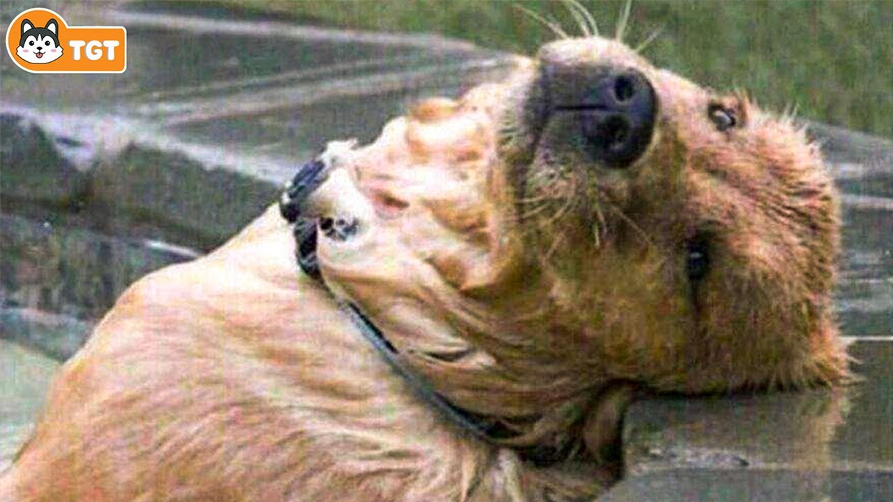 When God Sends You A Funny Dog 🤣🐶 NEW Funny Dog Videos