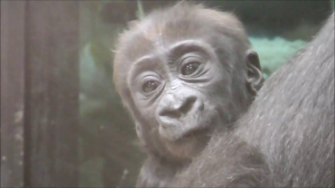 Gorilla Damsi almost 5 months old!