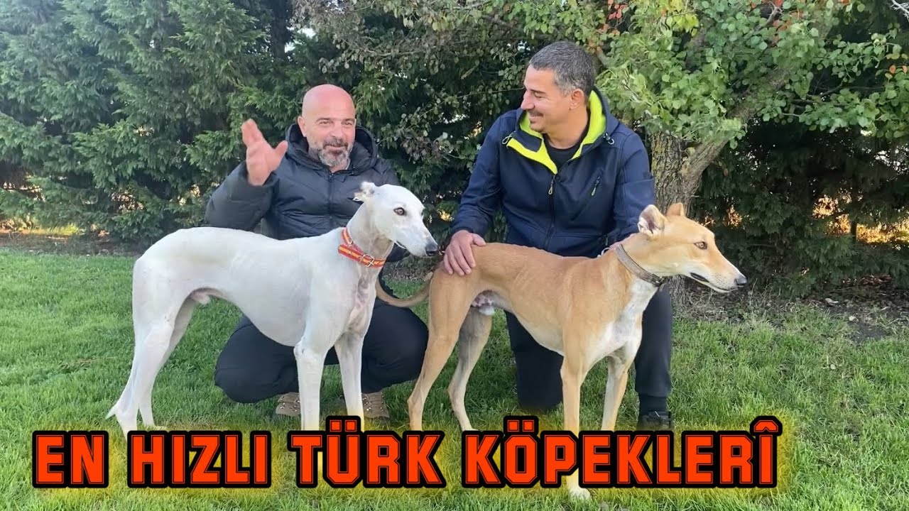 BENDEN HIZLISI MEZARDA DEDİLER ! TÜRK TAZISI | SALUKI SPEED