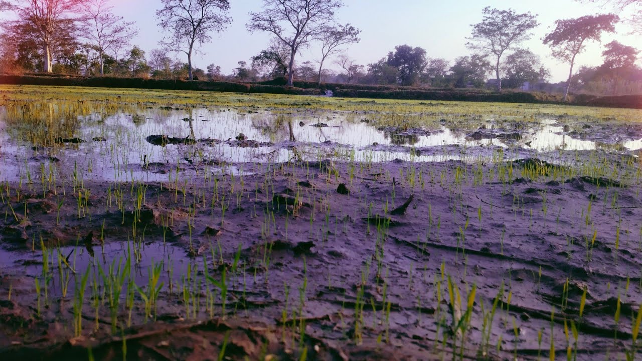 रबी की फसल और गर्मी चालू