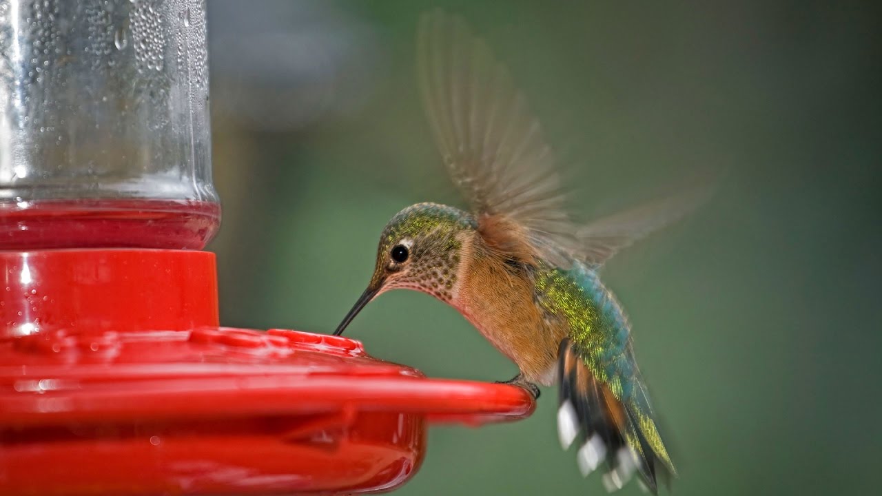 6 Things Only Hummingbird Lovers Know | Southern Living