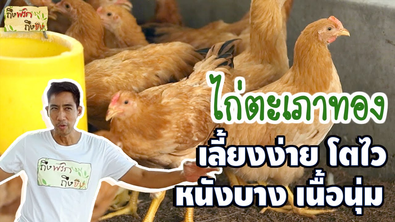 ไก่ตะเภาทอง ไก่เนื้อดี เลี้ยงง่าย โตไว I ถึงพริกถึงขิง