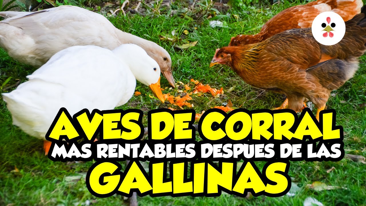 7 aves de corral más rentables después de las gallinas🐔🦆
