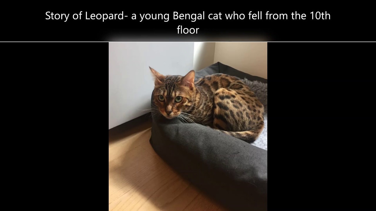 Rehabilitation from fractured pelvis and nerve damage - Bengal cat Leopard