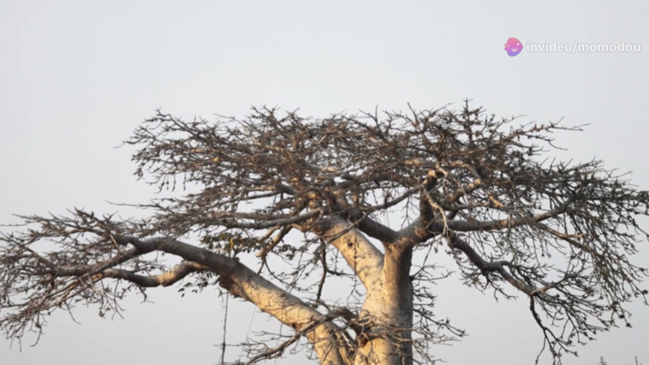 Farm Fresh Gambia OMRI Baobab Seed Coffee