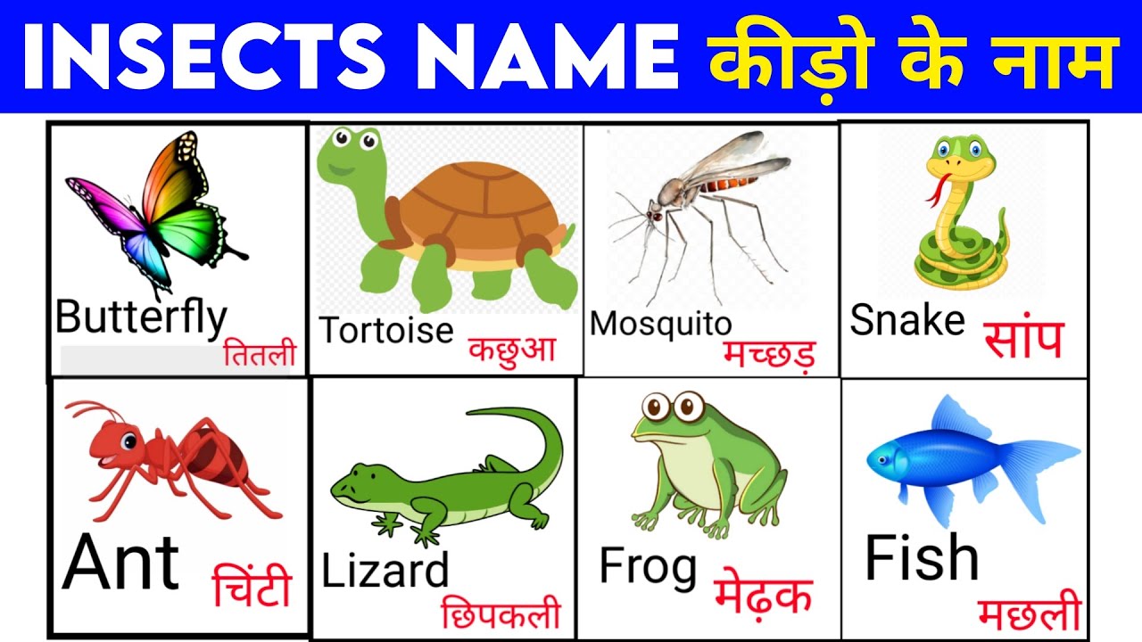 insects name in Hindi and English|कीड़े मकोड़े के नाम इंग्लिश और हिन्दी में /Write name of insects