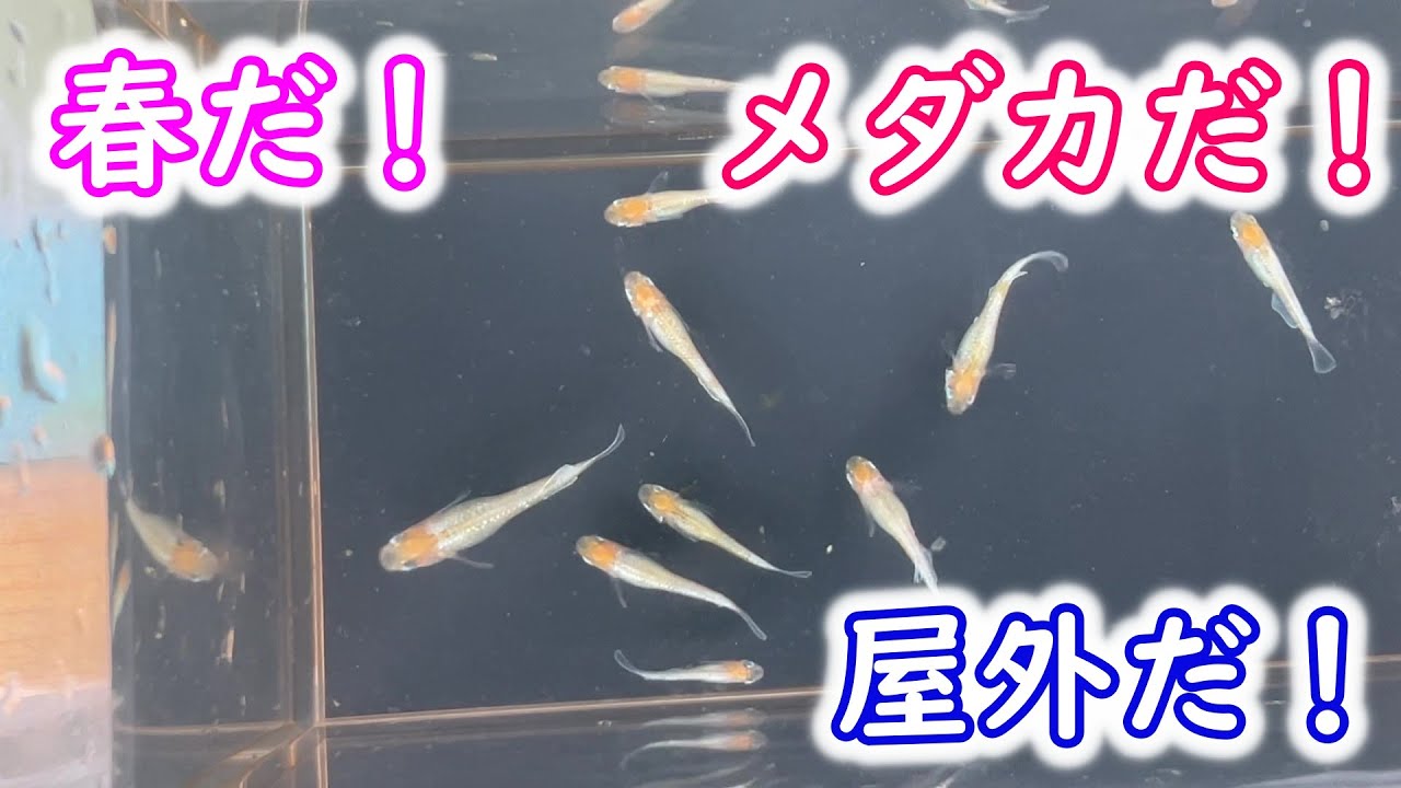 【めだか】暖かい屋外飼育の季節がやってきました。ハウスからメダカを出しています。Ｂ型おやじ