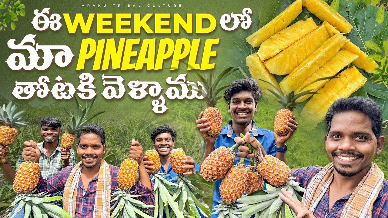 Pineapple plantation🍍|| ఎన్ని పండిన కాయాలున్నాయో మీరే చూడండి || అనాస కాయలు 😲😜