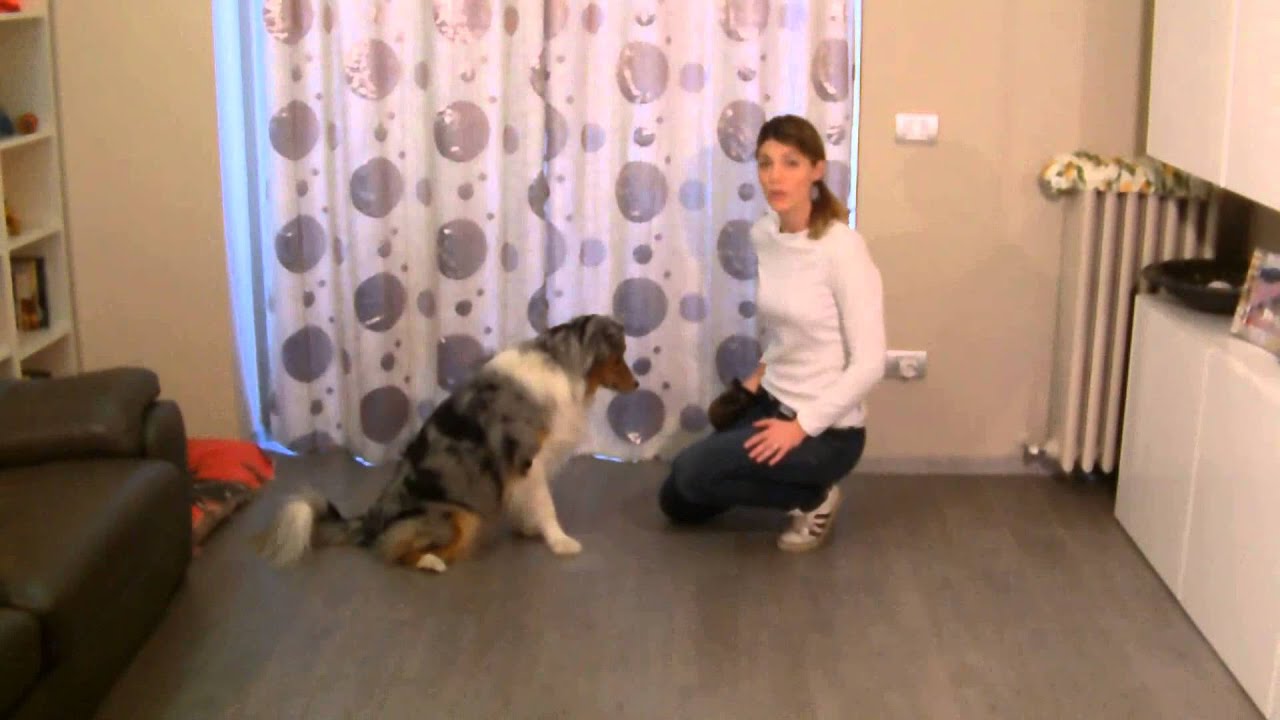 COME INSEGNARE AL CANE A 