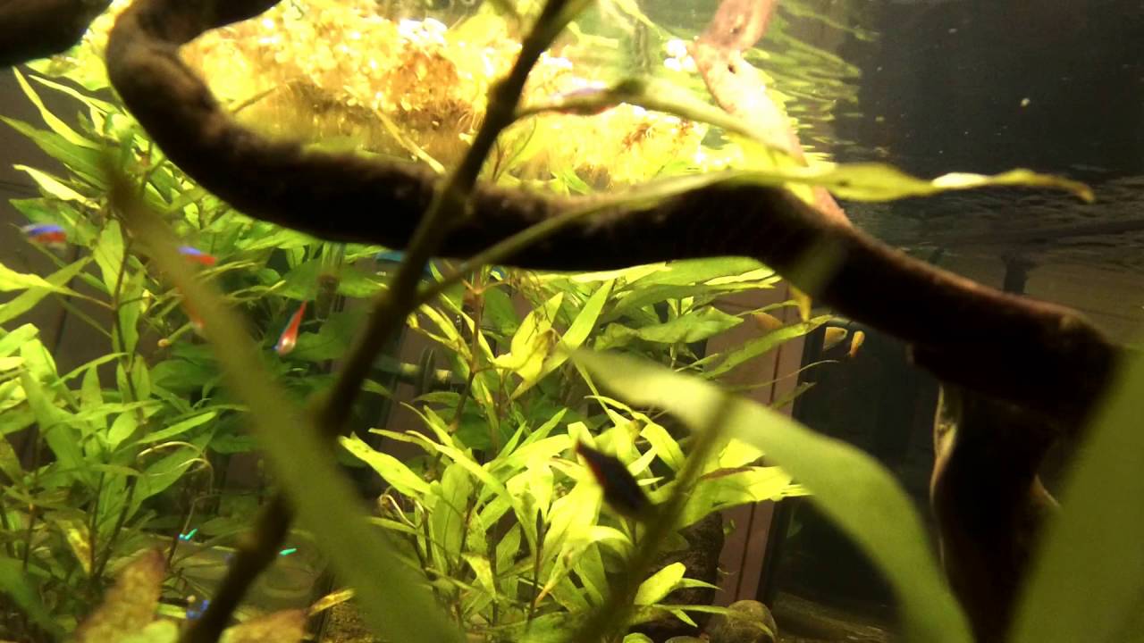 New Cardinal Tetras & Honey Gourami In The Aquarium