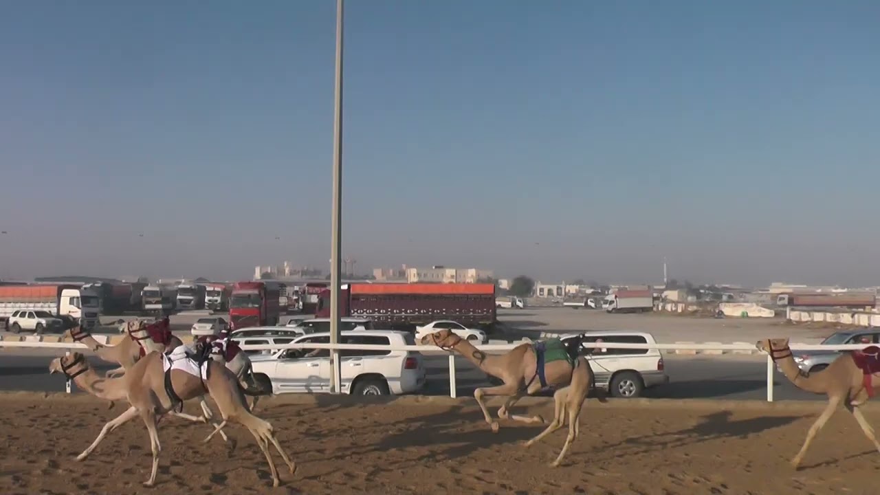 ش 4/ مشتركات / قعدان /الشامي /زيد محسن بن حزام بنديلة/02:20:06