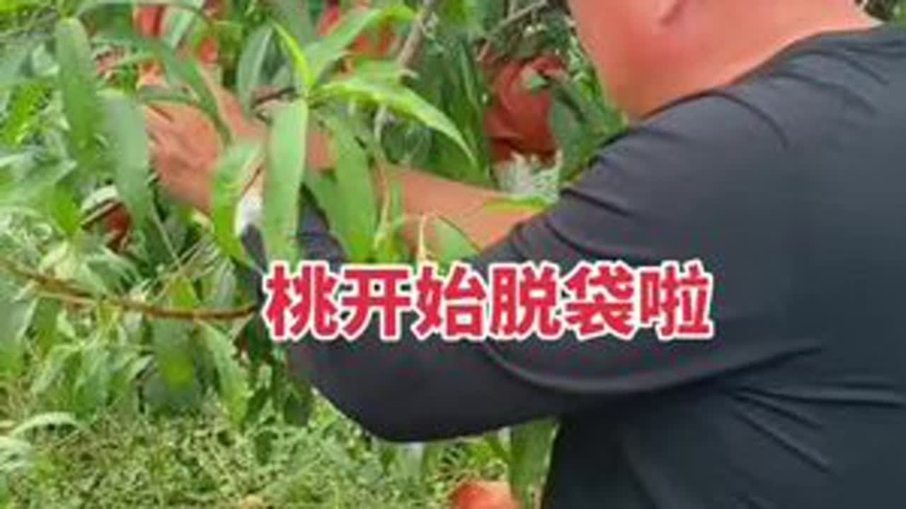 大家期待的金秋红蜜桃子开始脱袋子啦，再有一周就可以采摘品尝啦，大家关注一下，等好吃特甜的桃子。